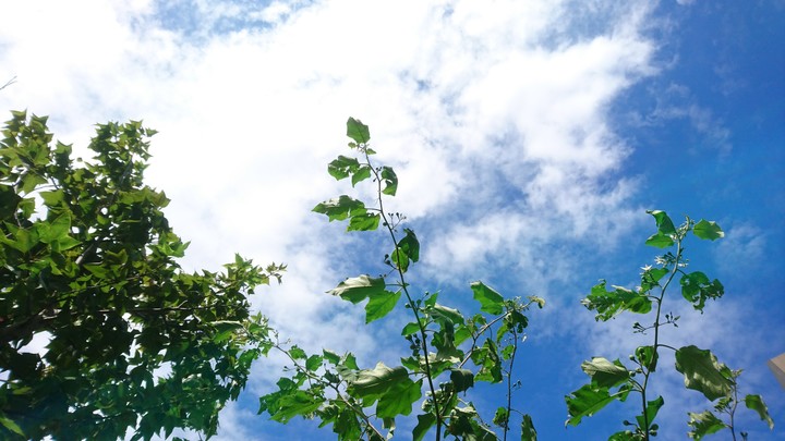 植木の空を見上げて，生きてる