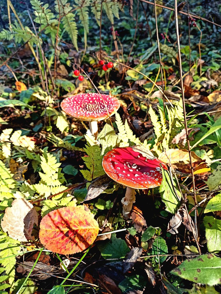 Amanita muscaria