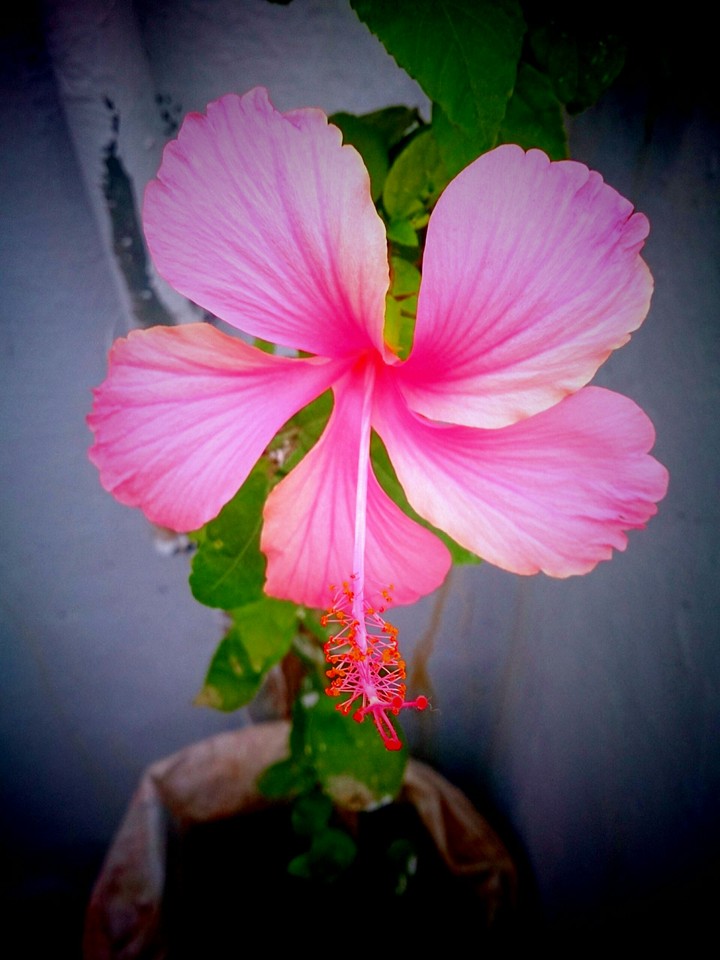 Flower at my Home