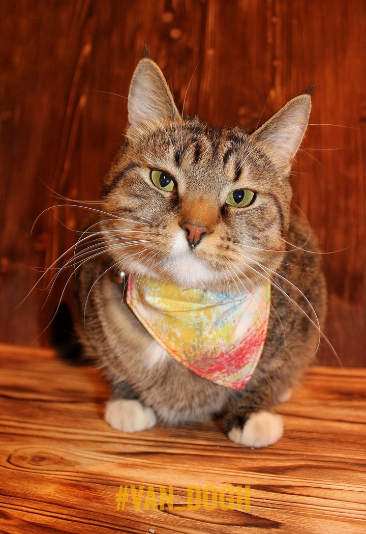 Cat with bandana