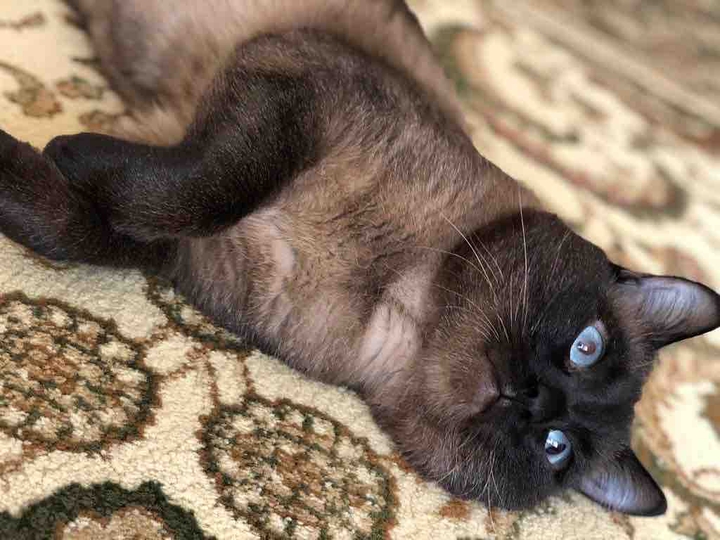 cat