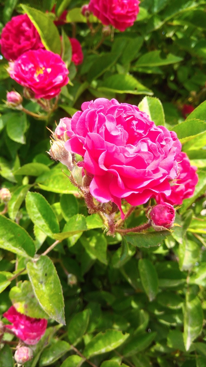 flower