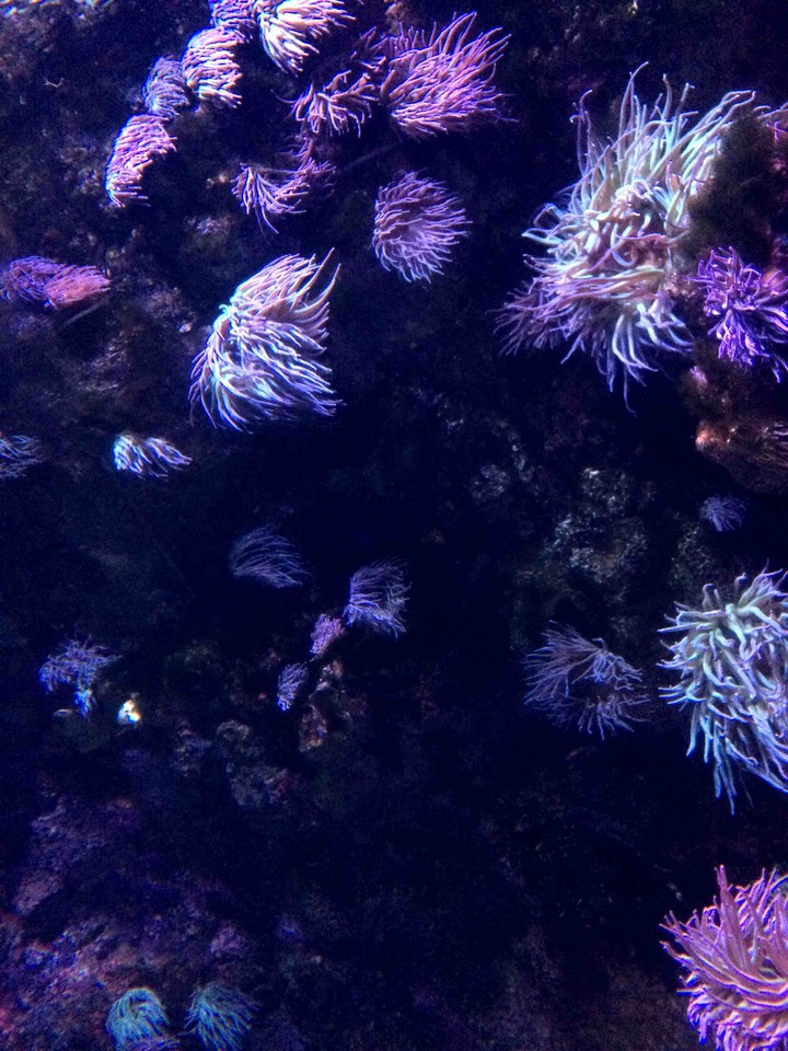 purplelover