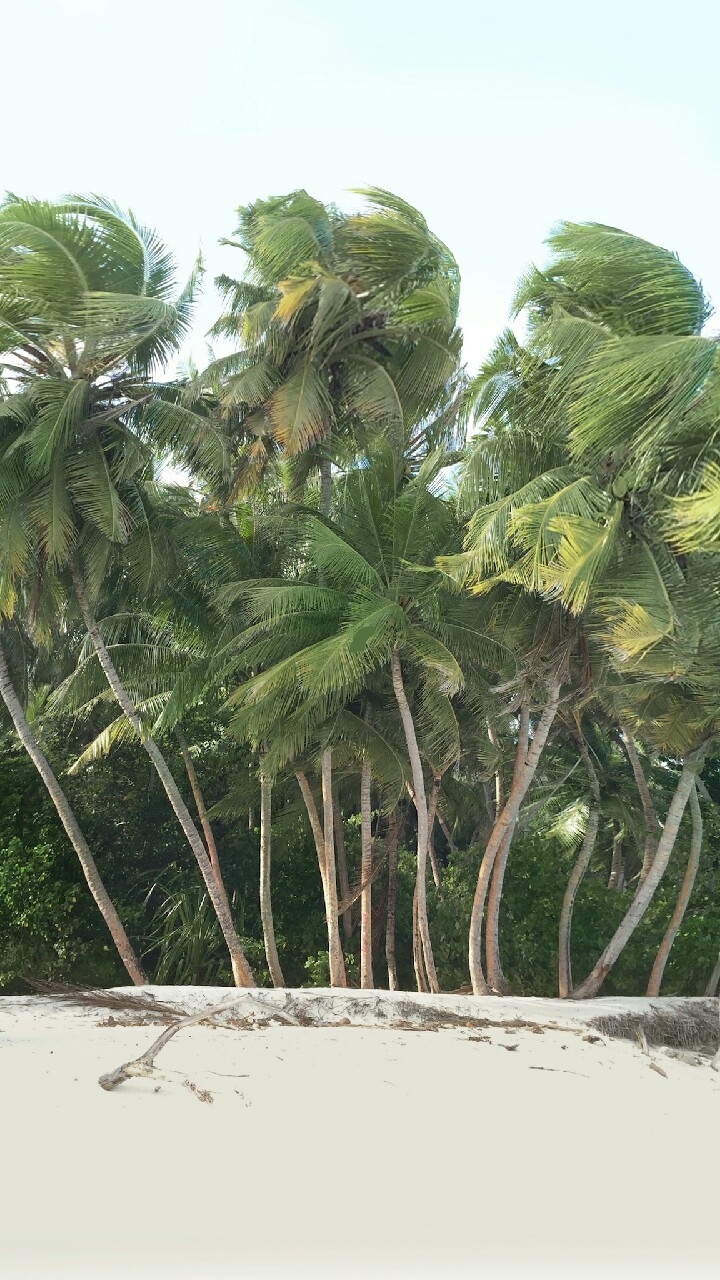 ıslan palm