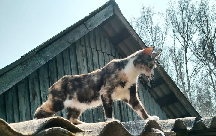 кошка