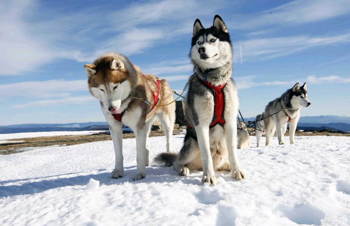 Dog snow