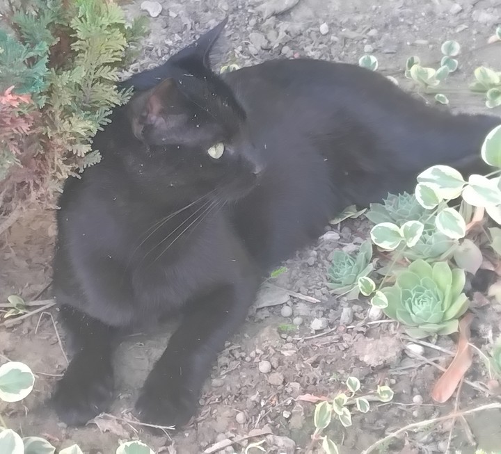 black cat