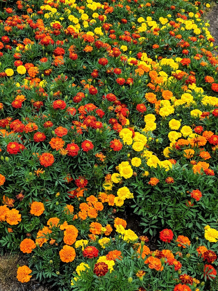 Marigolds