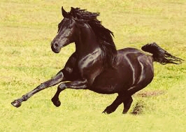 horse