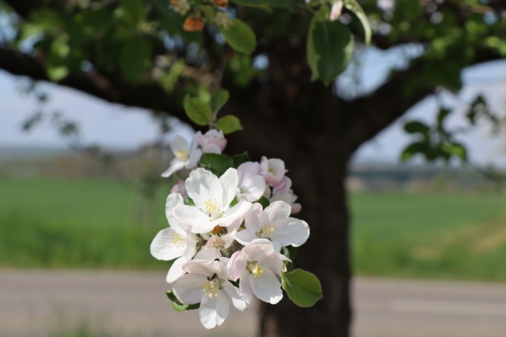 Kirschblüten
