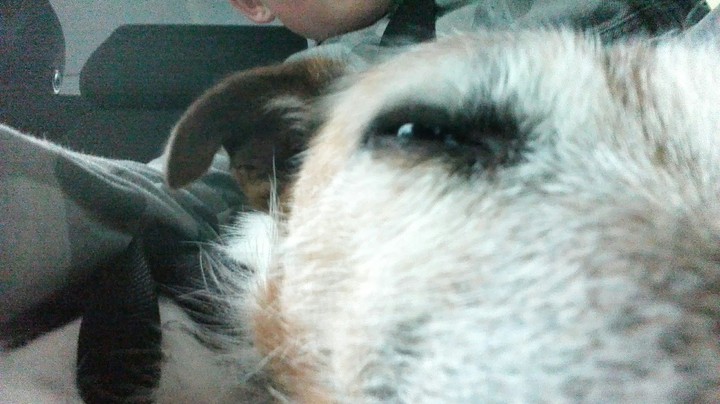 mein Hund