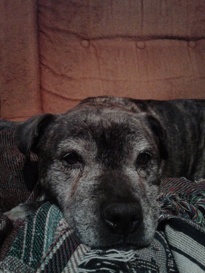 My puppy is old