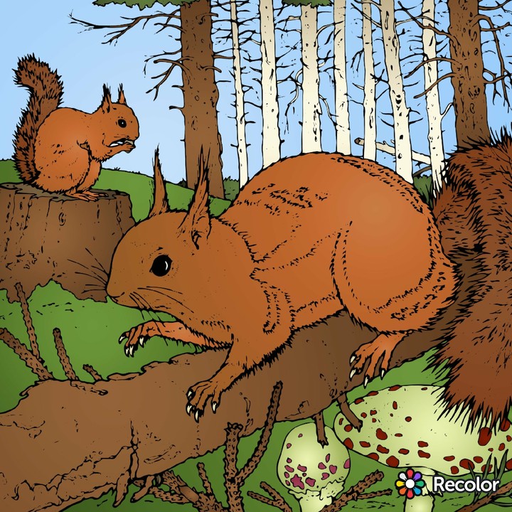 Squirrels