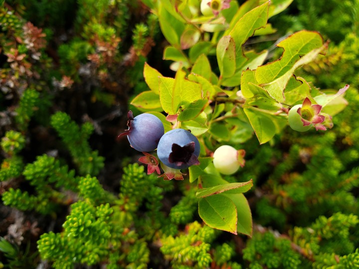 blueberries