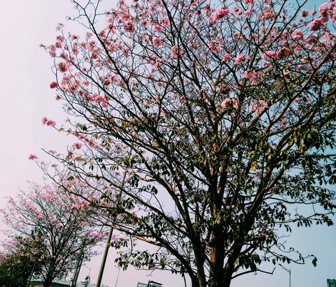 blossoms everywhere?