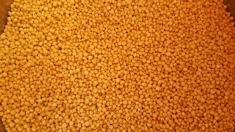 sorghum