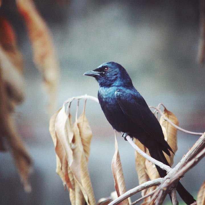 Black Bird