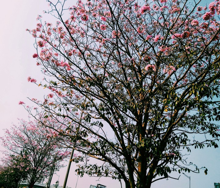 blossoms everywhere?