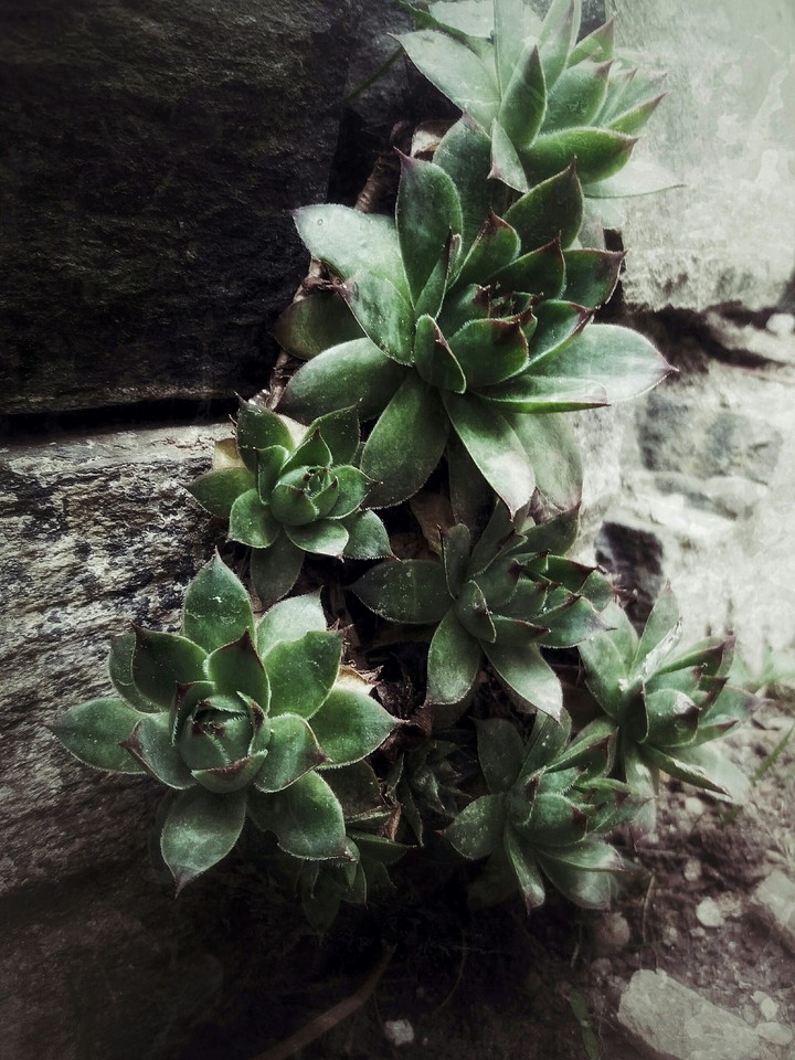 Houseleek