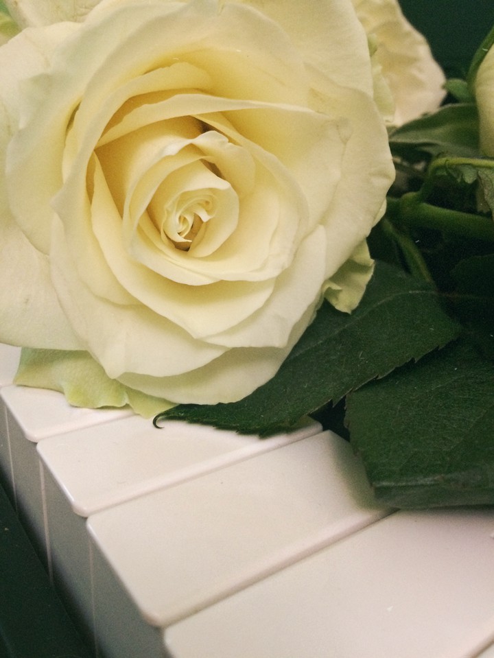 rose and piano