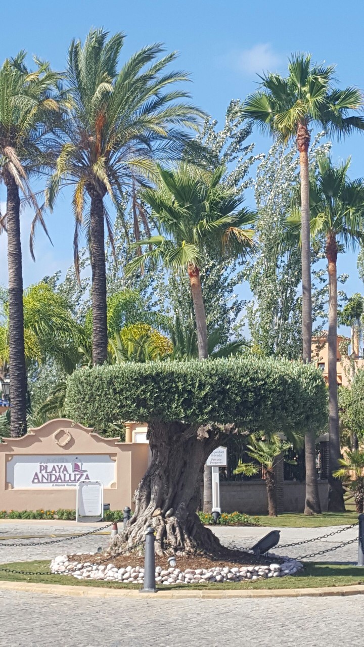 playa#tree