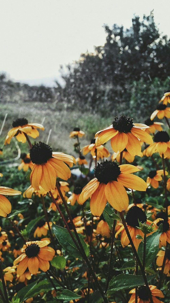 rain and sun