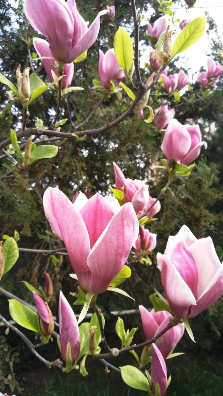 Amazing spring in Ukraine 