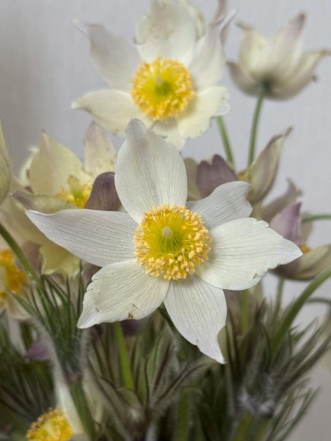 tapety Pasqueflower, Yellow