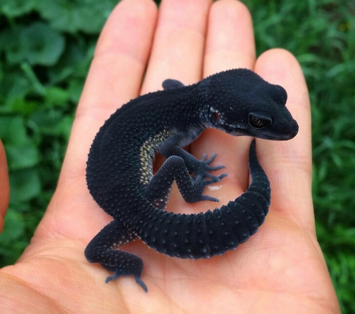 Lagarto Negro