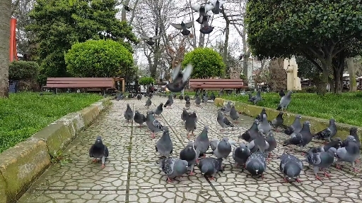 Birds Pigeon 4k