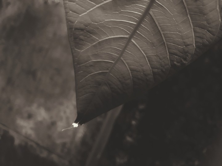 leaf