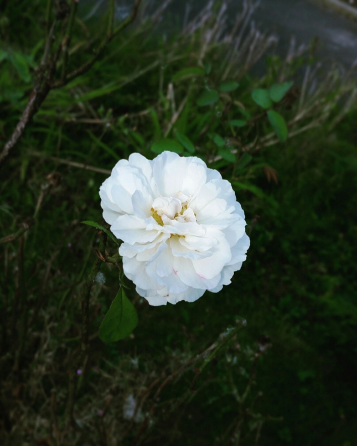 whitee