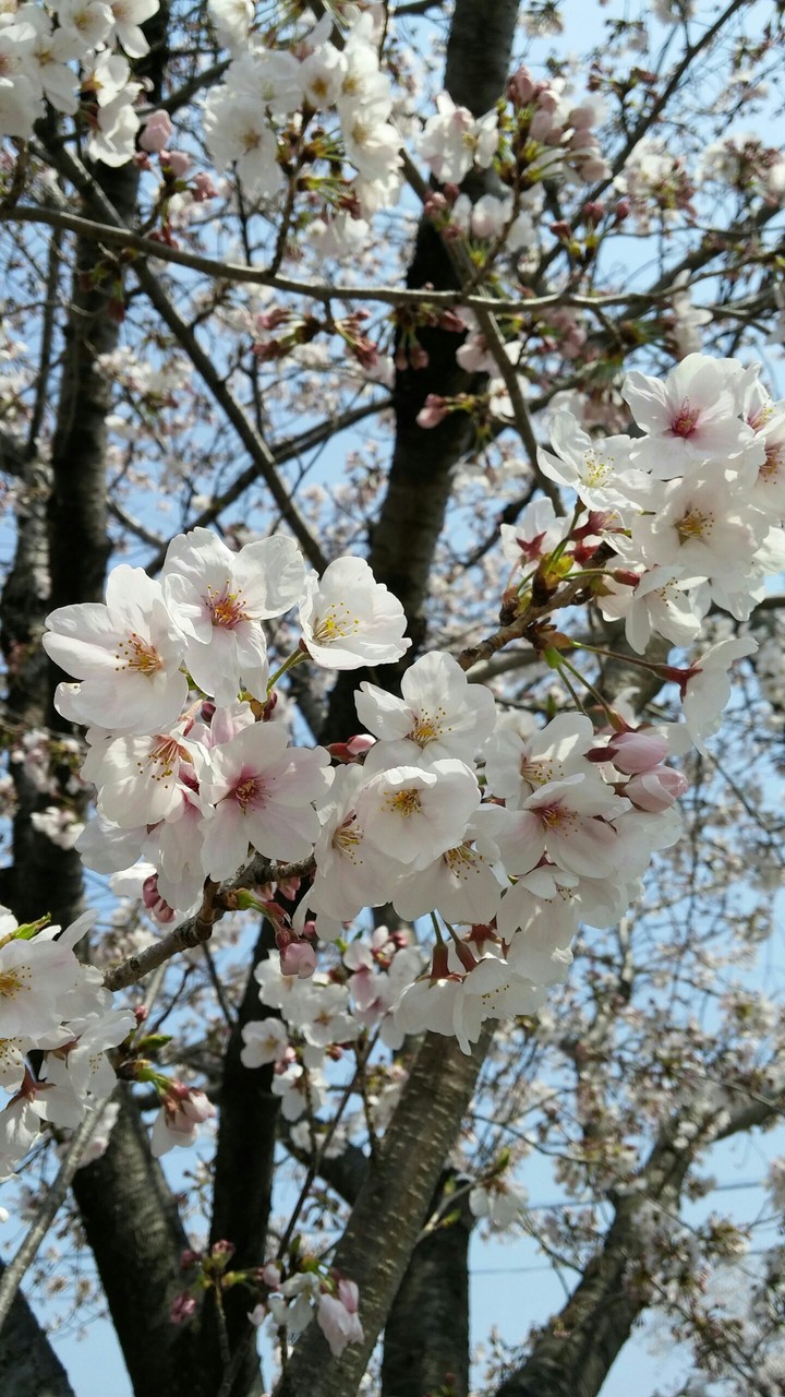 桜