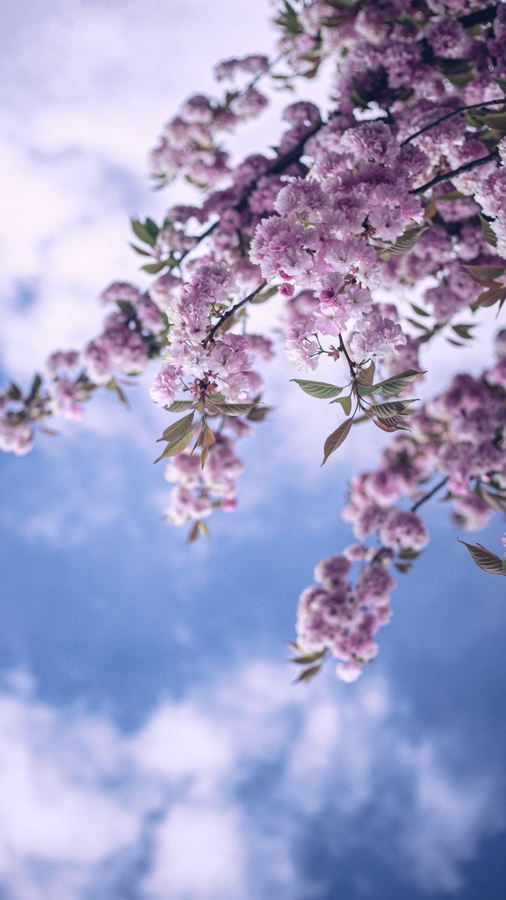 Pink , green , white , blue