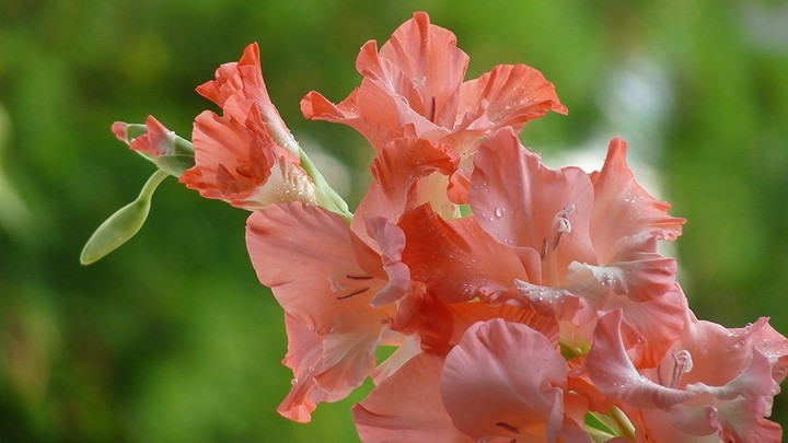 gladiola