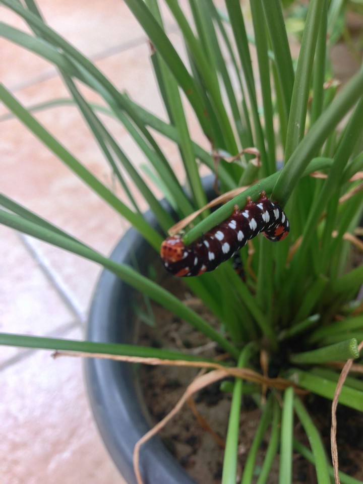 Worm