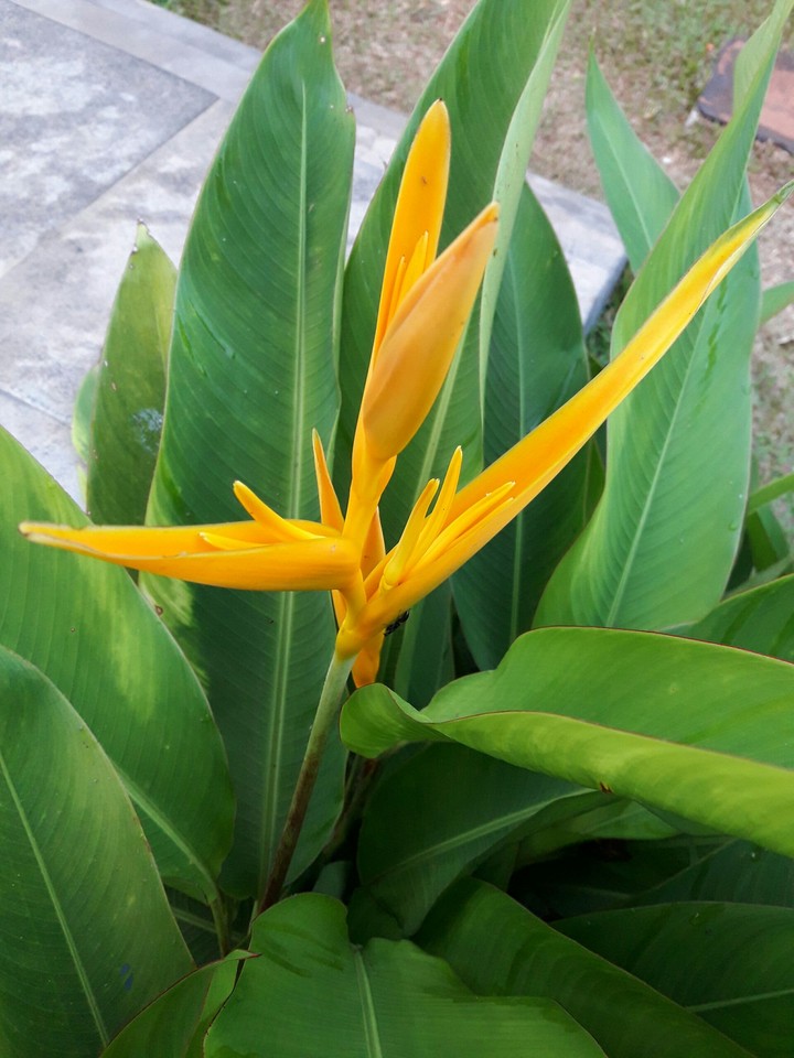 gifts of nature