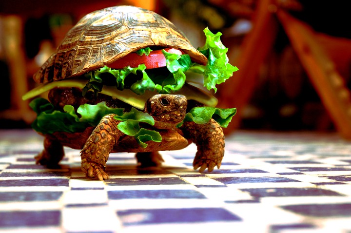 Turtles, Tortoises & Terrapins