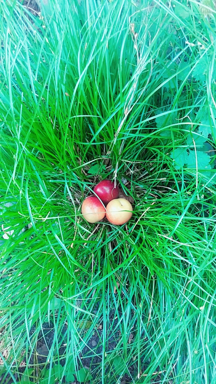 Caucasian cherry plum