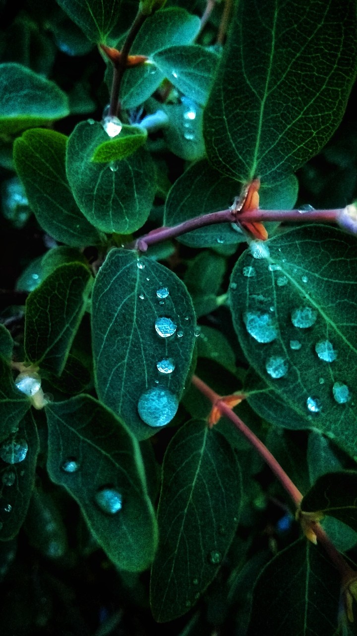 Drops of water on a sheet