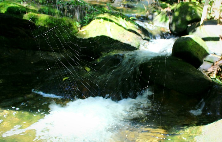 Cobweb