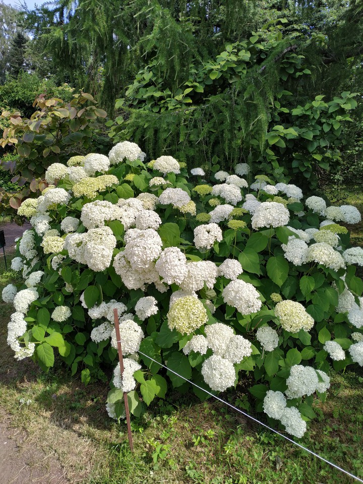 Hydrangea