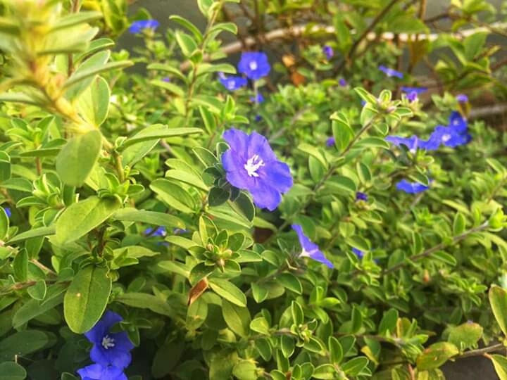 flower