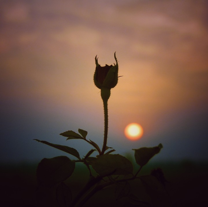 Rose