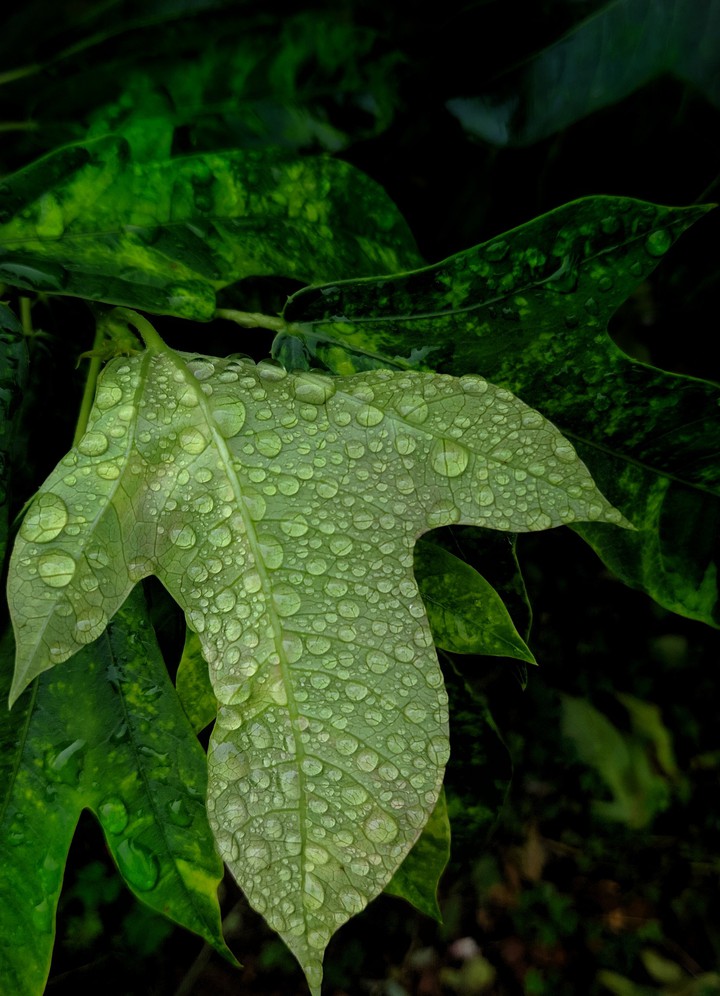 drops