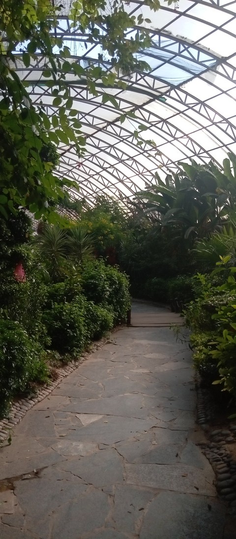 тапети plant, daylighting