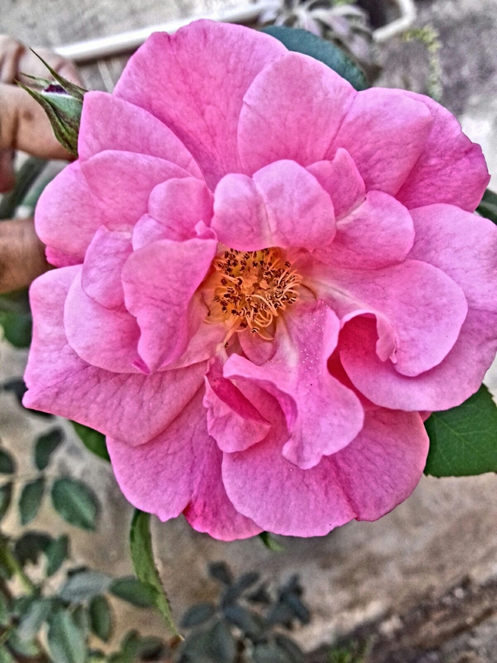 rosa 