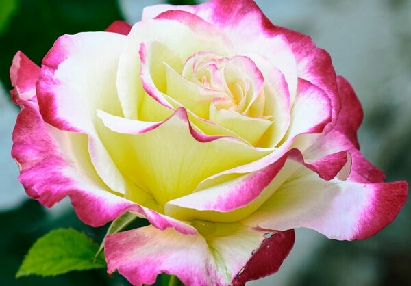 rose