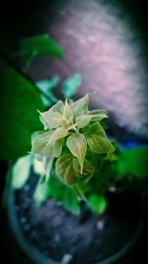 шпалери leaf, petal