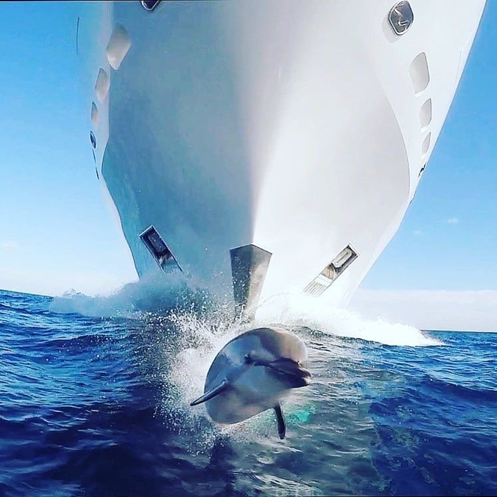sailing with a charming dolphin